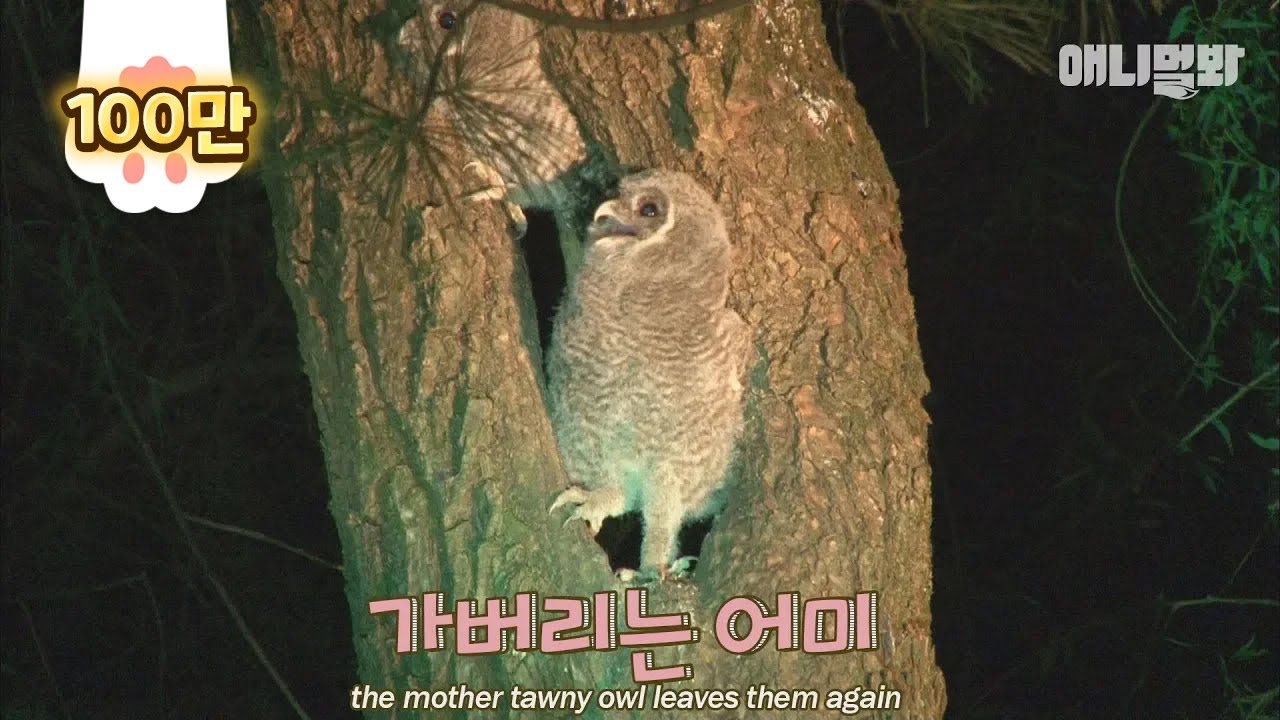 Причина, почему сова Tawny Mother отказалась кормить своих детей
