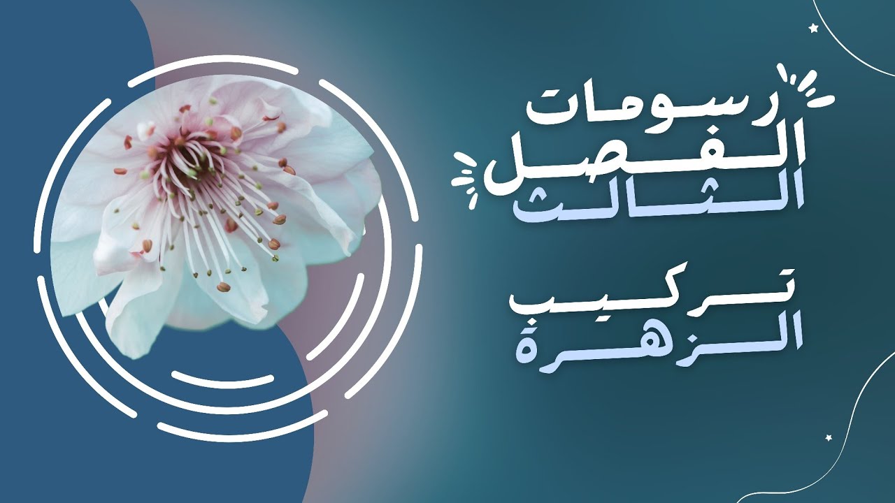 تعليم رسم | خطوات رسم تركيب الزهرة.
