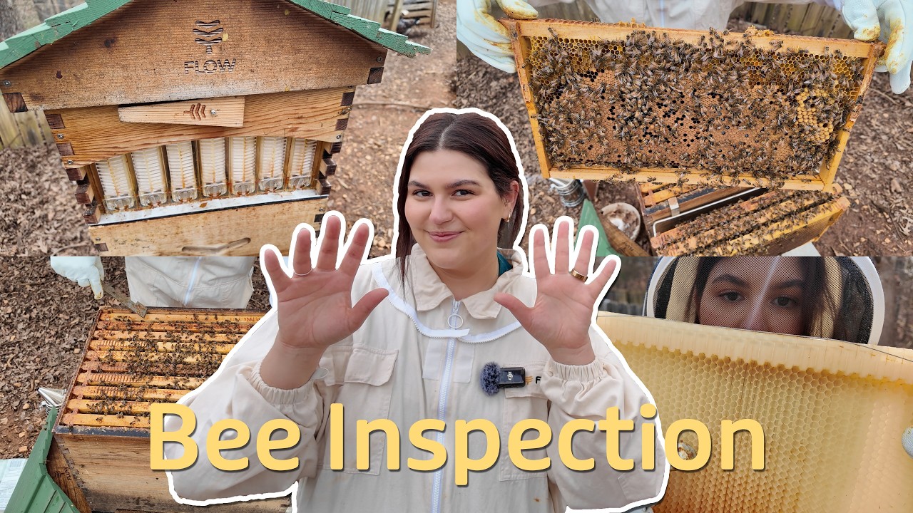 Spring Beehive Inspection | Did My Bees Survive Winter?