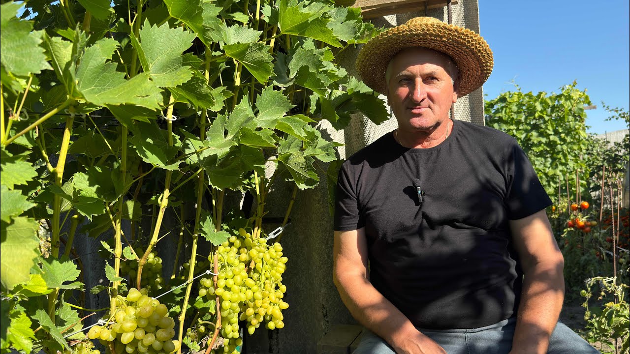 #25/13 Беларусь. В гостях на винограднике семьи Леоновых. Гомель. Часть вторая.