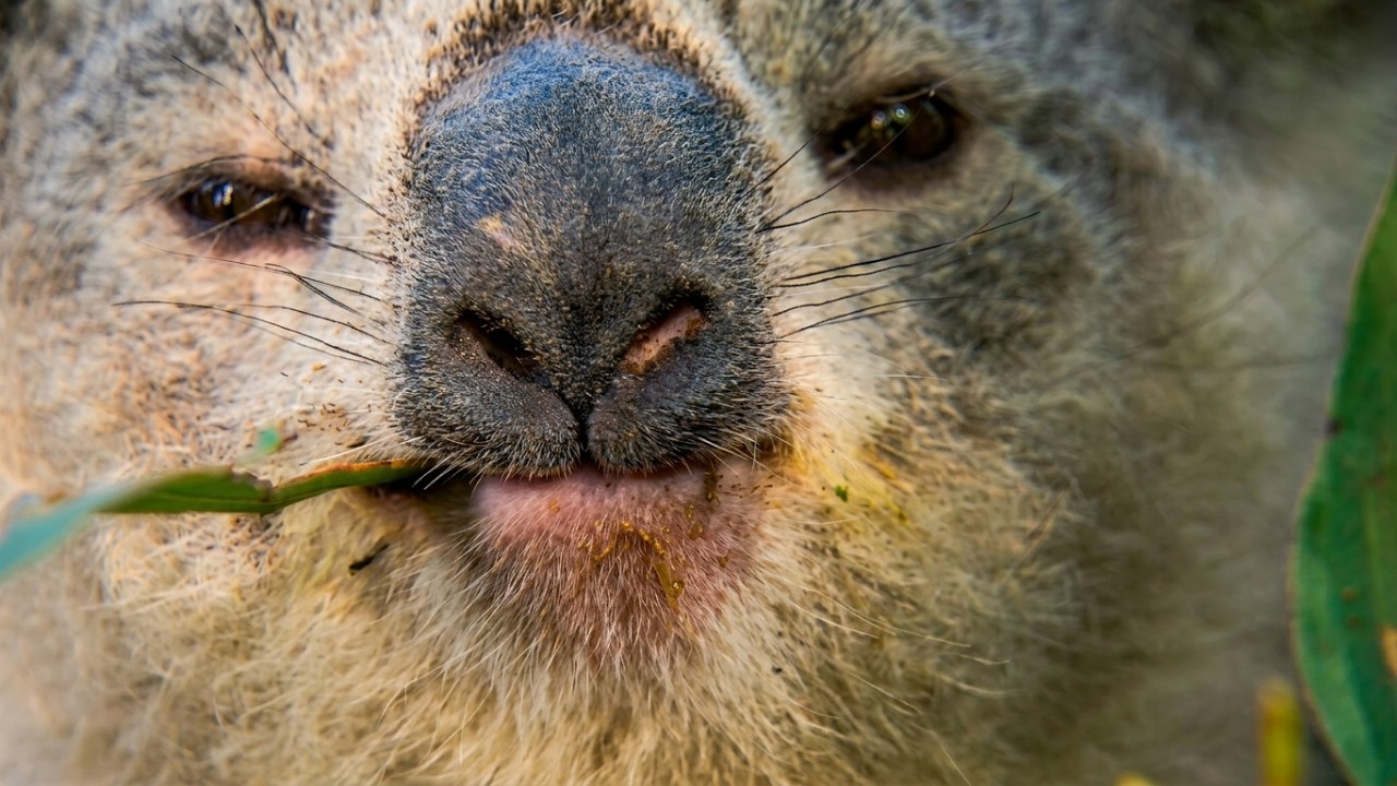 The Last Koalas: Are We Witnessing The End of an Era?