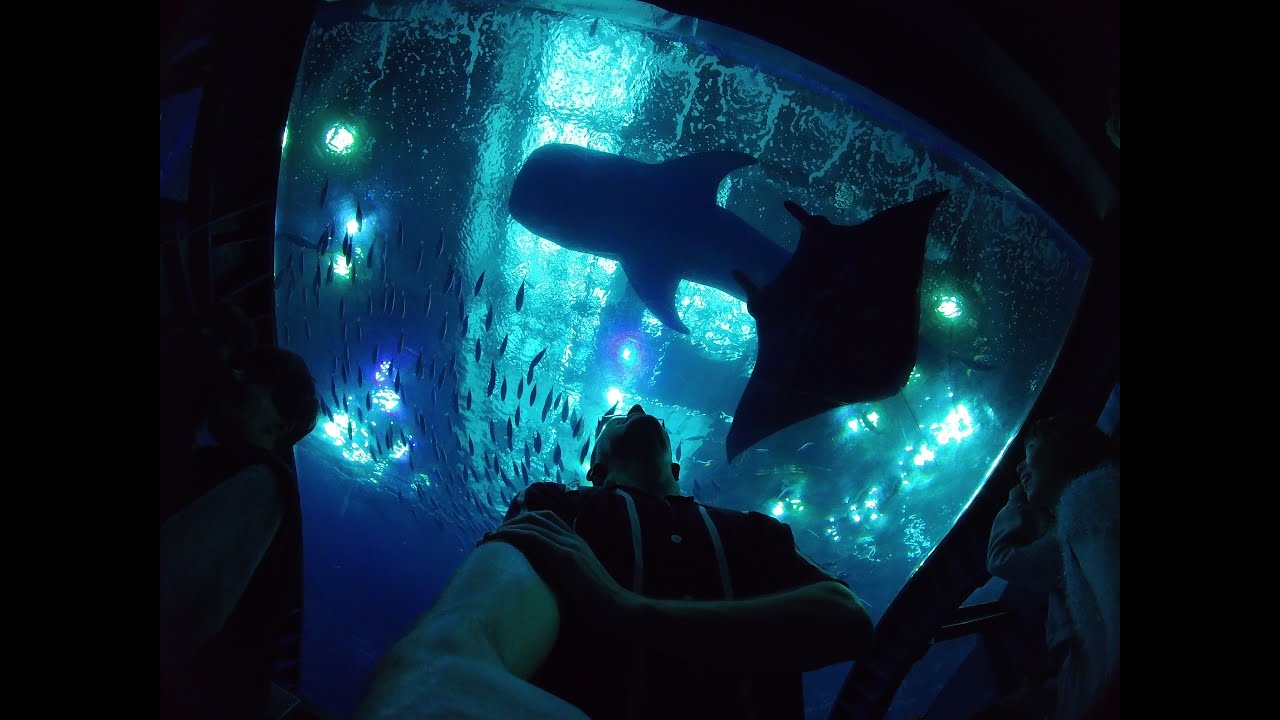 Churaumi Aquarium - Okinawa Japan