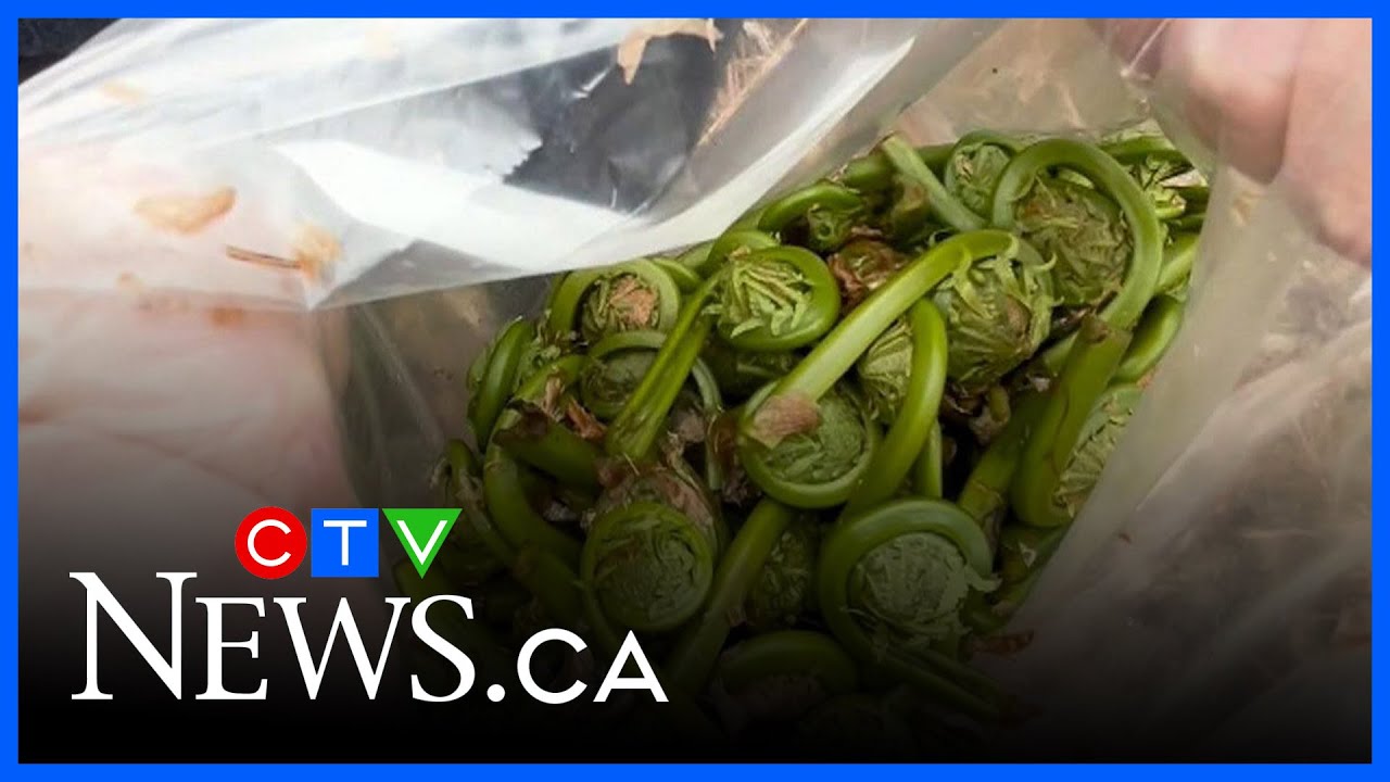 Foraging for fiddleheads | The culture and secrets of the long-standing Maritime tradition