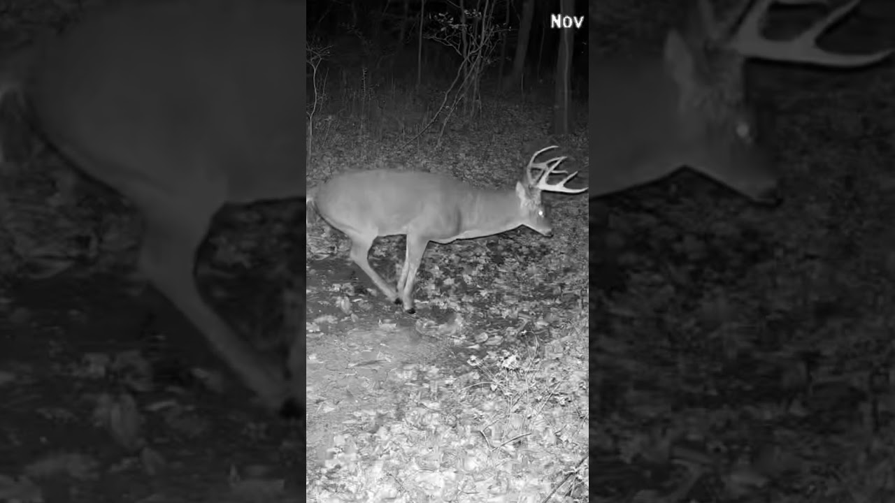 Massive 8-Point Buck at Night | Rare Deer Scent-Marking Caught on Camera! 
