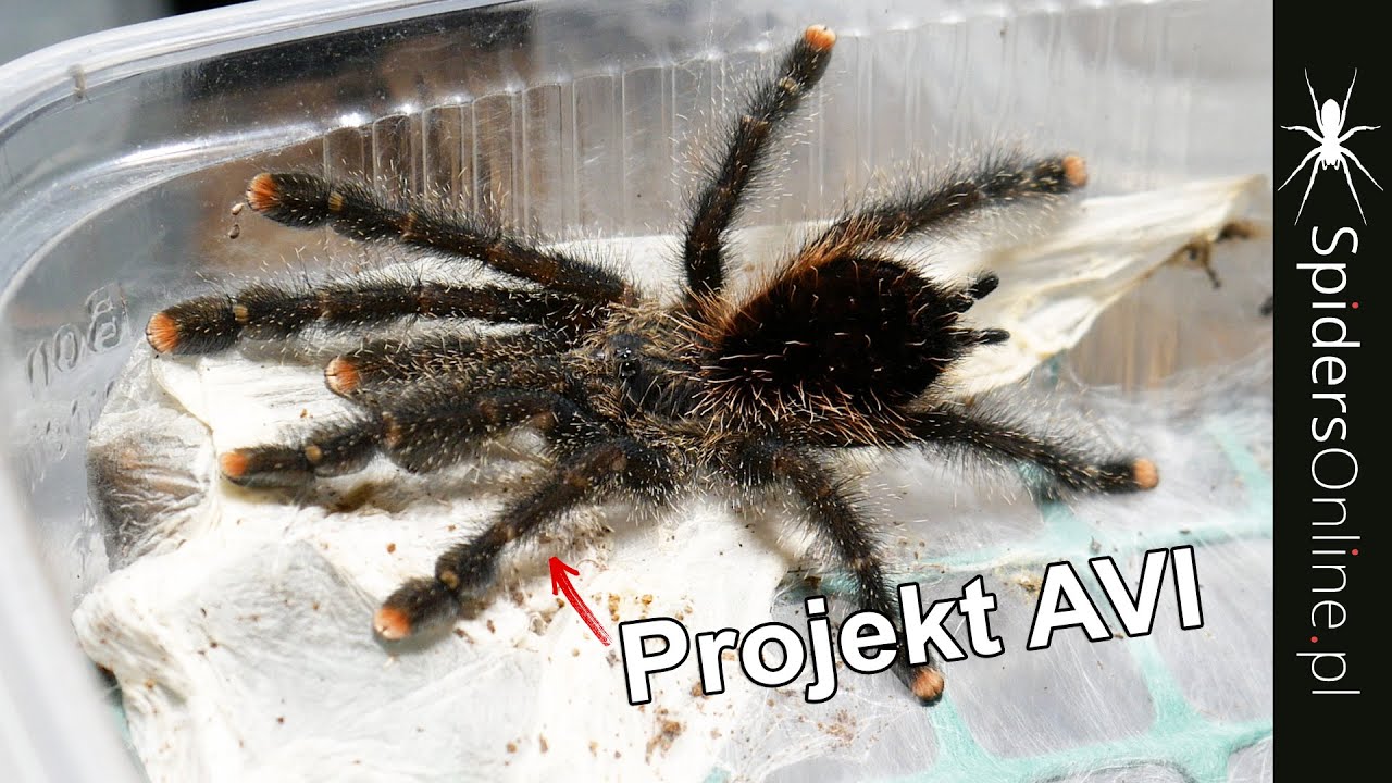 PROJEKT AVICULARIA, nimfy gieni i SAMICA electric blue i inne - spidersonline.pl