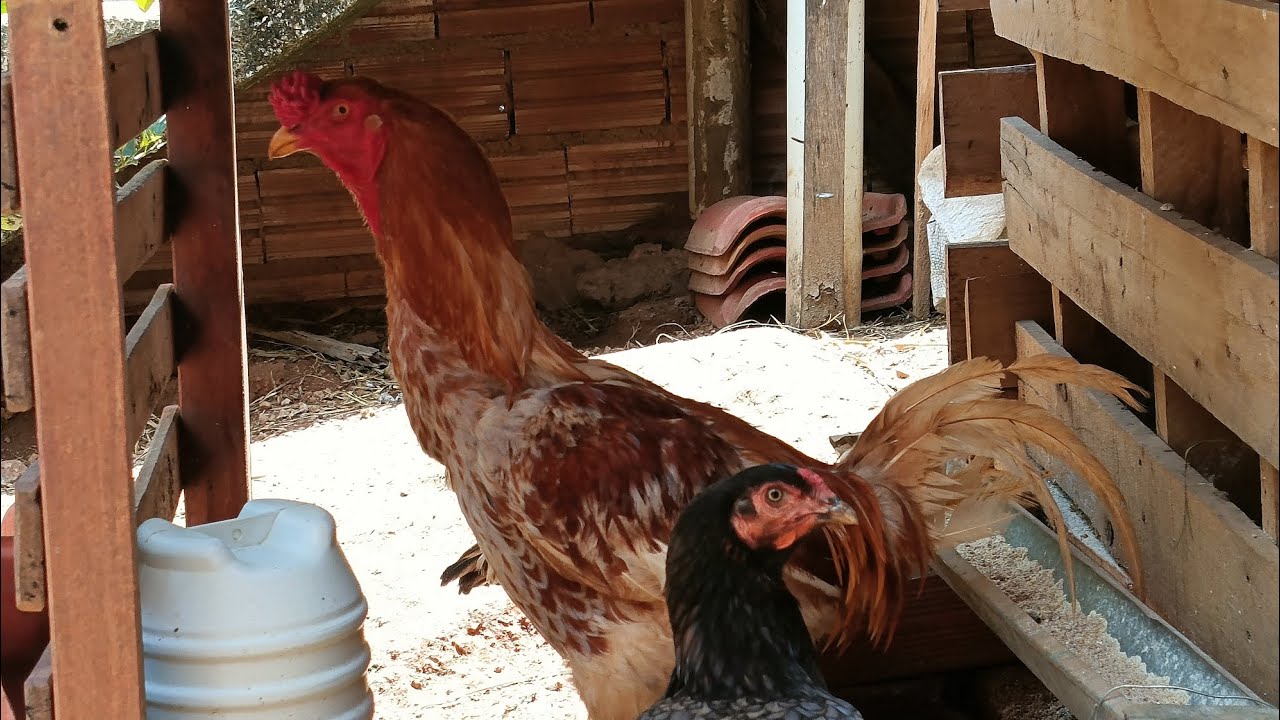 Melhorias na criação!! 🐓🐣