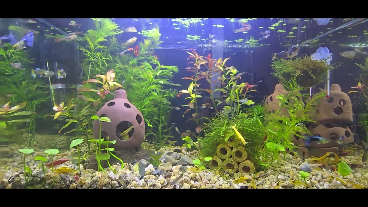 一尺缸的小世界在大螢幕上欣賞很過癮---孔雀魚&米蝦