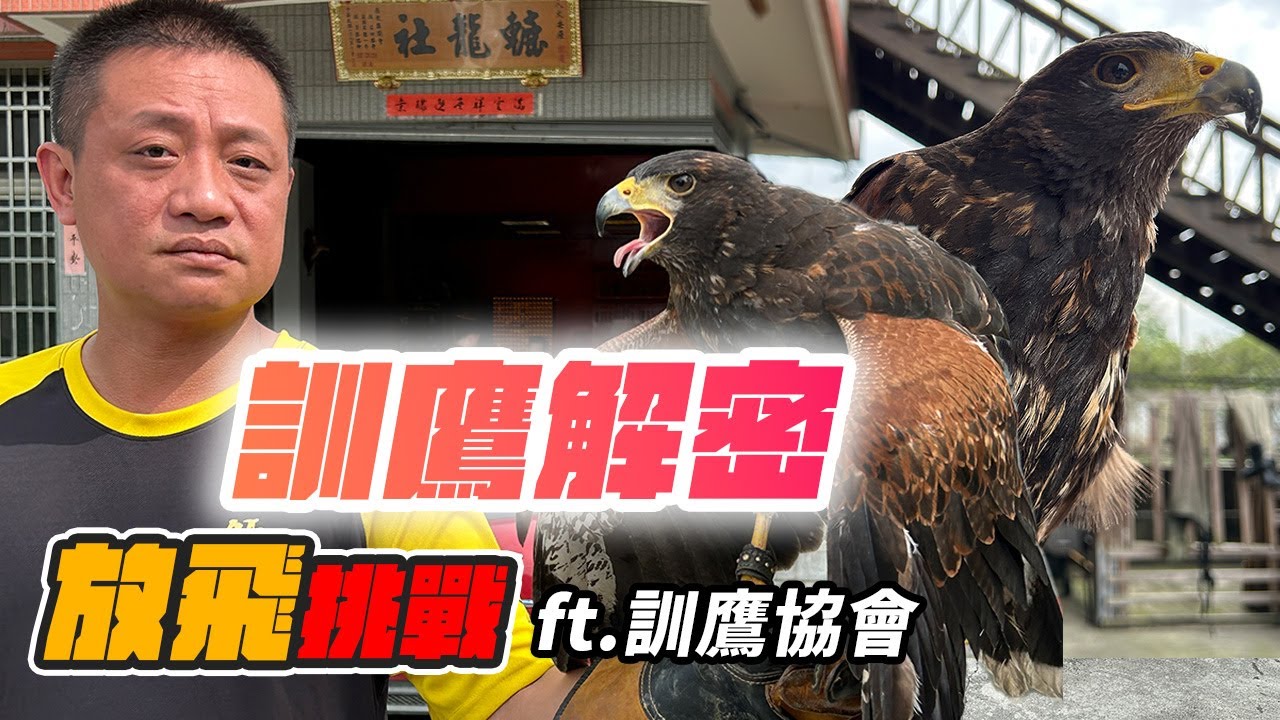 生態系列｜老鷹放飛後還會飛回來？訓鷹高手親身示範！兇猛栗翅鷹走路超可愛