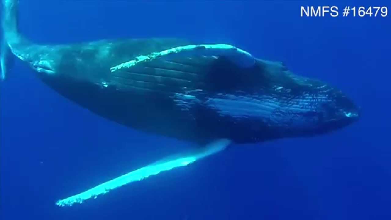 Underwater footage of humpback whales reveals penis extrusion