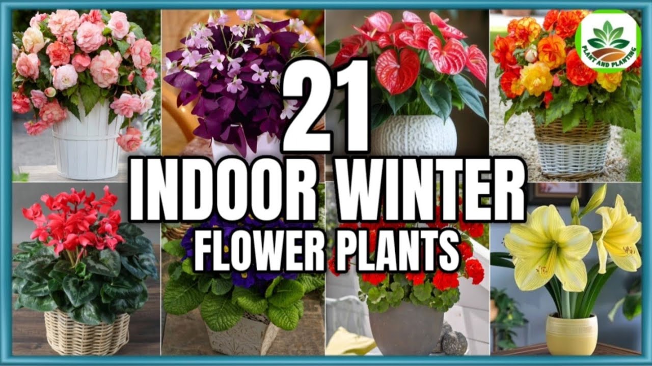 21 Best Indoor Winter Flower Plants to grow | Winter Flower Plants | Plant and Planting