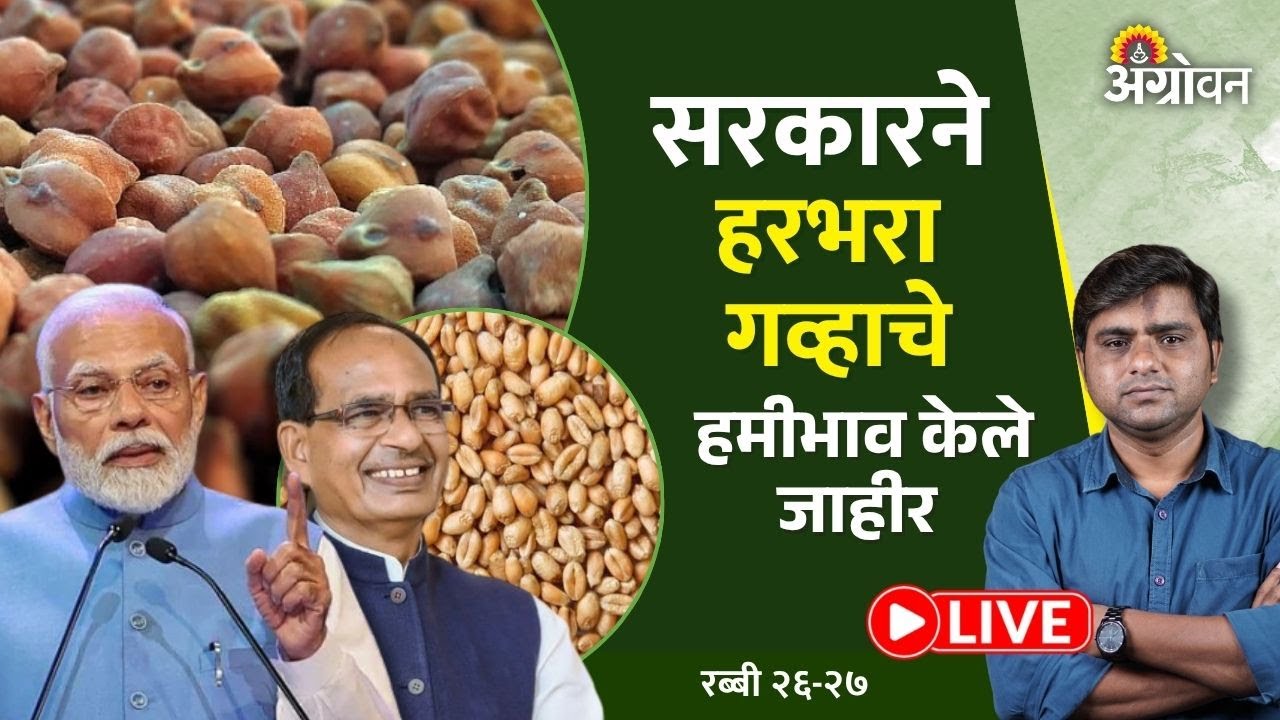 Rabbi MSP 2026: केंद्र सरकारने  हरभरा हमीभावात किती वाढ केली?| Agrowon