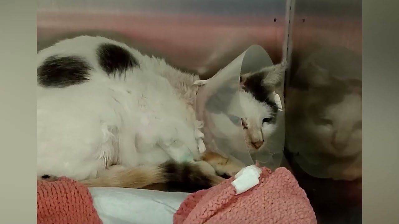 LA NOSTRA LEIDAA HA SALVATO PULCE, CON UN BRUTTO TUMORE ALL'ORECCHIO: CERCA CASA, 📲389/9061010