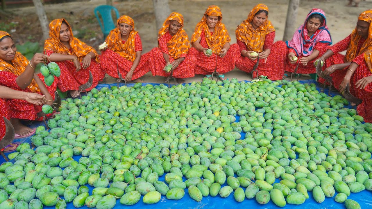 MANGO PICKLE - Green Mango Collecting from Tree & Cooking TOK to Serve with Traditional Khichdi