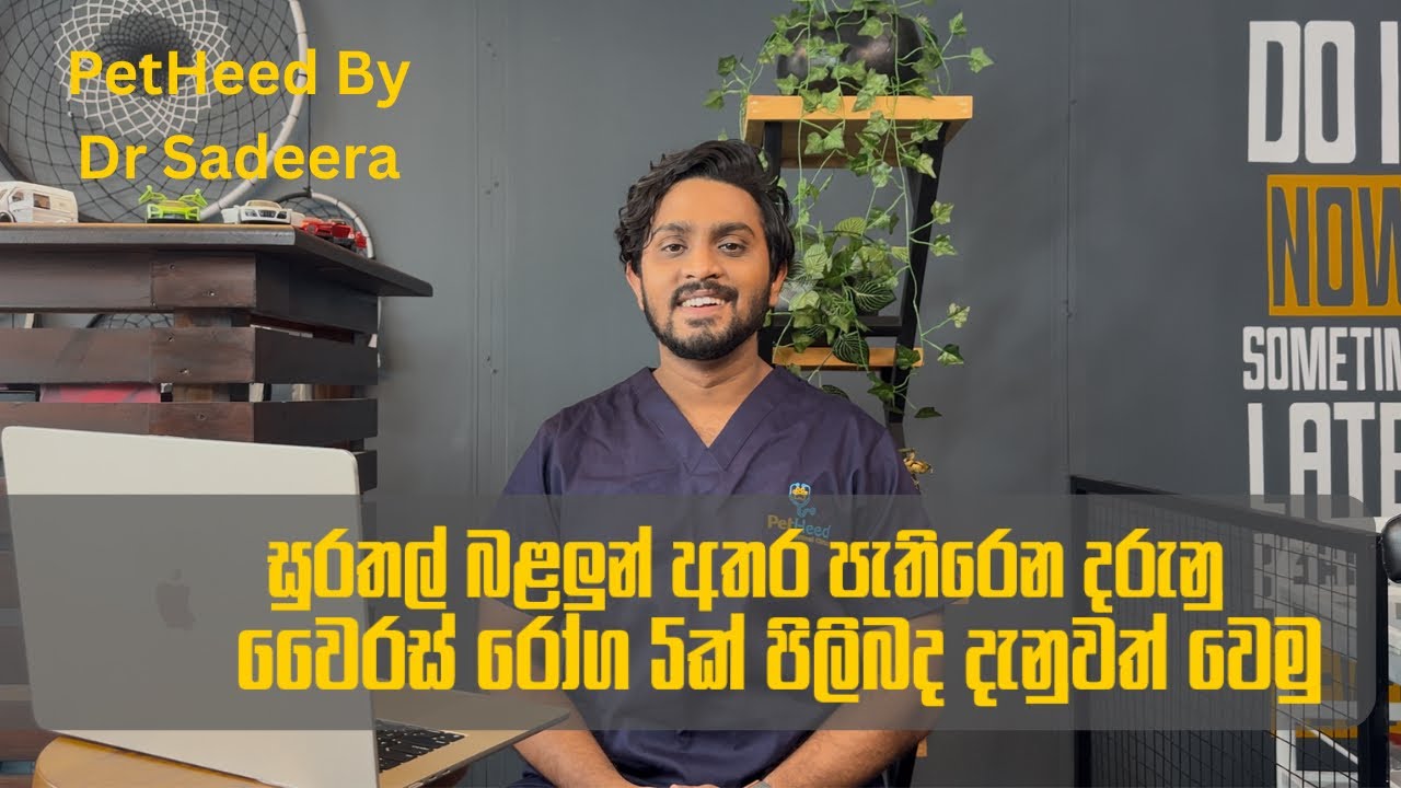 ශ්‍රී ලංකාවේ බළලුන් අතර පැතිරෙන ප්‍රධාන වෛරස් රෝග 5 - පශු වෛද්‍යවරයෙකුගේ විග්‍රහය | Dr Sadeera 