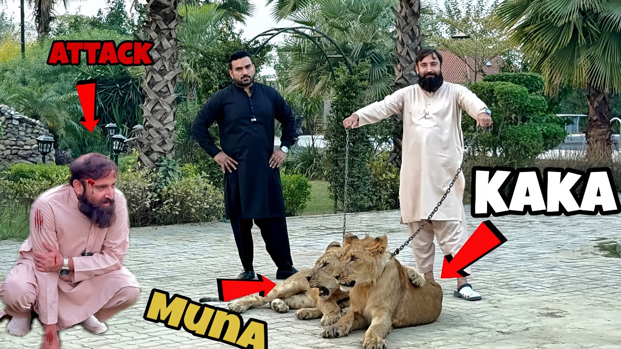 Shero Nay Faisal Pai Attack Kar Diya 🦁😱😱