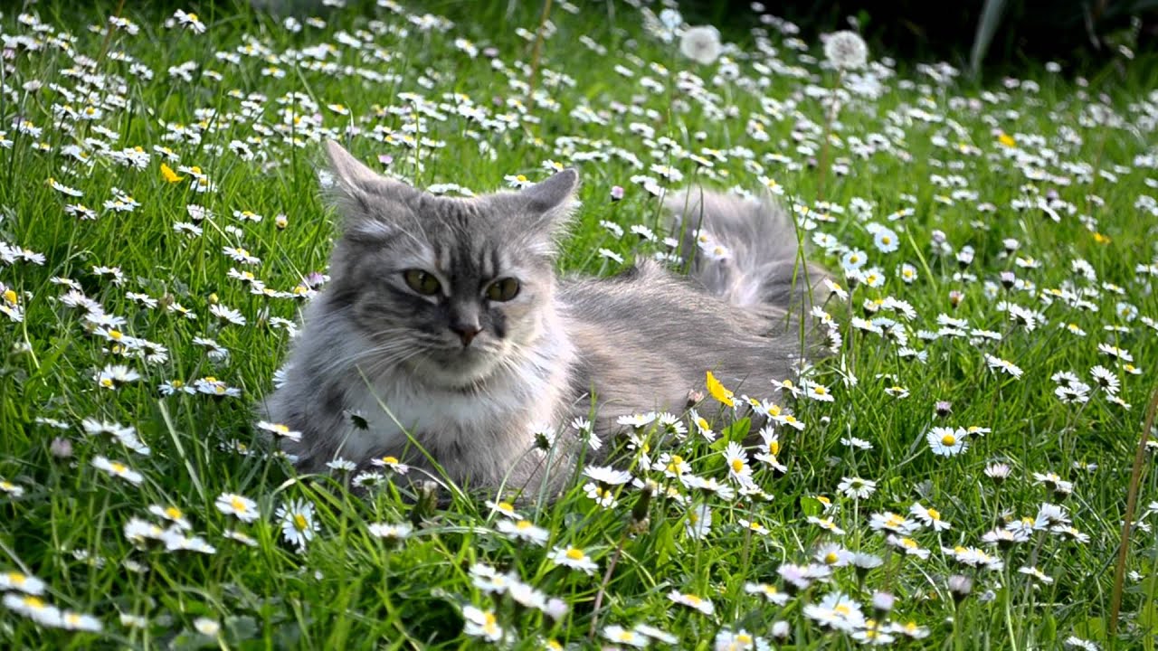 Langhaarkatze Rassekatze