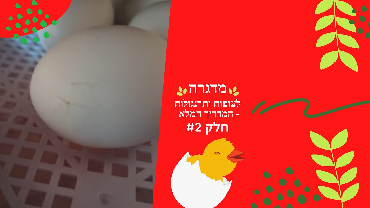 מדגרה לעופות ותרנגולות   המדריך המלא - חלק #2