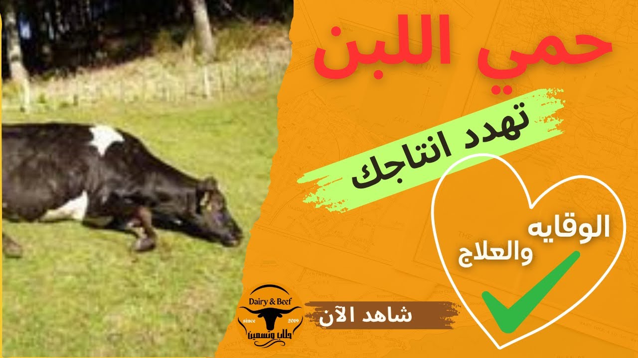 حمي اللبن, ونقص الكالسيوم في الابقار الحلوب,الوقاية والعلاج,
