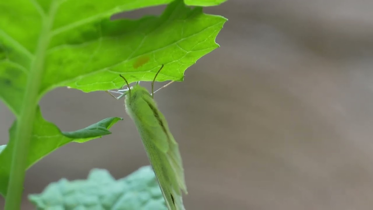 Butterfly Egg-Laying in 4K @&frac14; Speed | Creepy Beautiful Oviposition