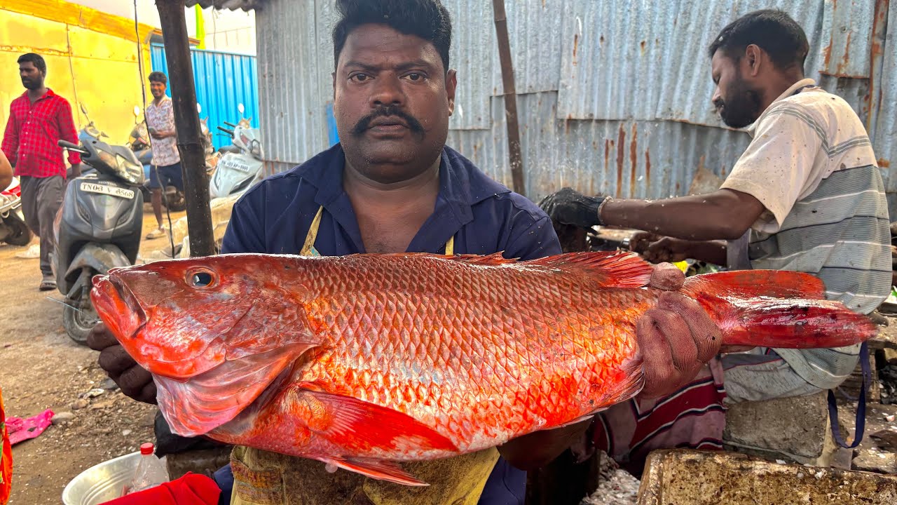 KASIMEDU SPEED SELVAM BIG SIZE RED SNAPPER FISH CUTTING VIDEO | KASIMEDU FISH CUTTING 