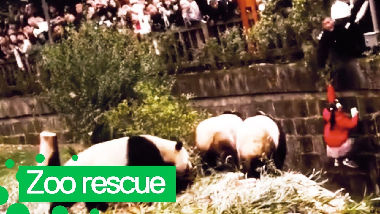 Girl Rescued After She Fell into Panda Enclosure
