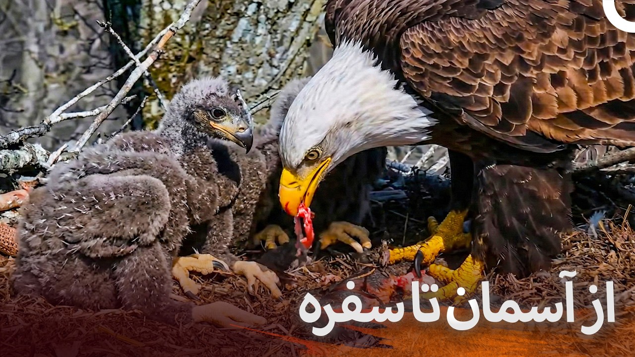 شکار عقاب و پیوند خاموش طبیعت | مستند دوبله‌شده به فارسی