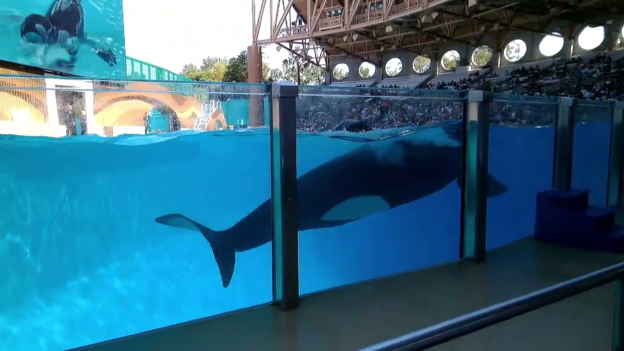 Orca Encounter Seaworld Orlando 04-24-2024