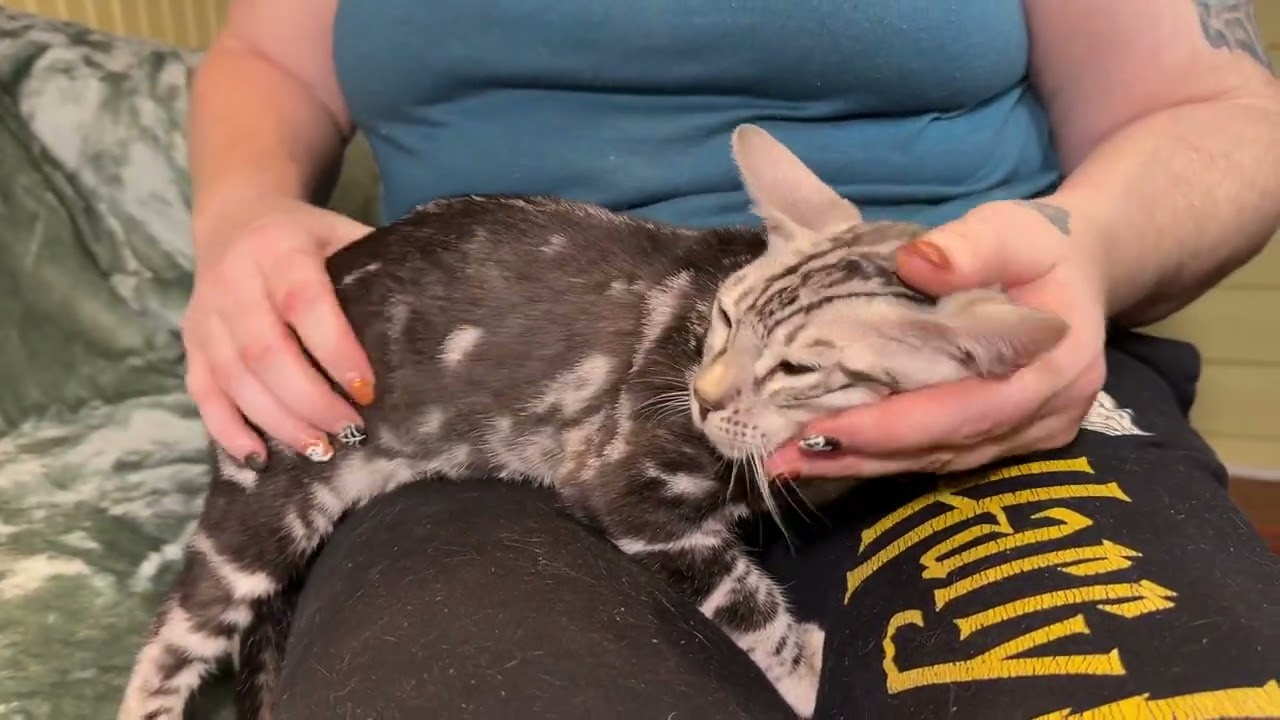 Silver Marble boy: Emilio (Daisy 6/28/25)