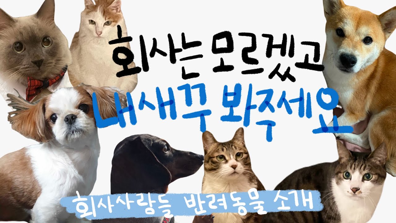 데굴데굴 Ep.16 : 회사엔 관심 없어도 좋습니다 귀여운 털친구들 보고가세요