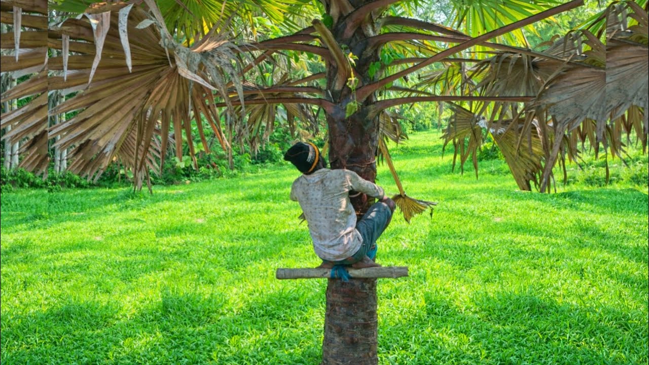 Amazing Moments of Palmyra Tree Cleaning by an Expert