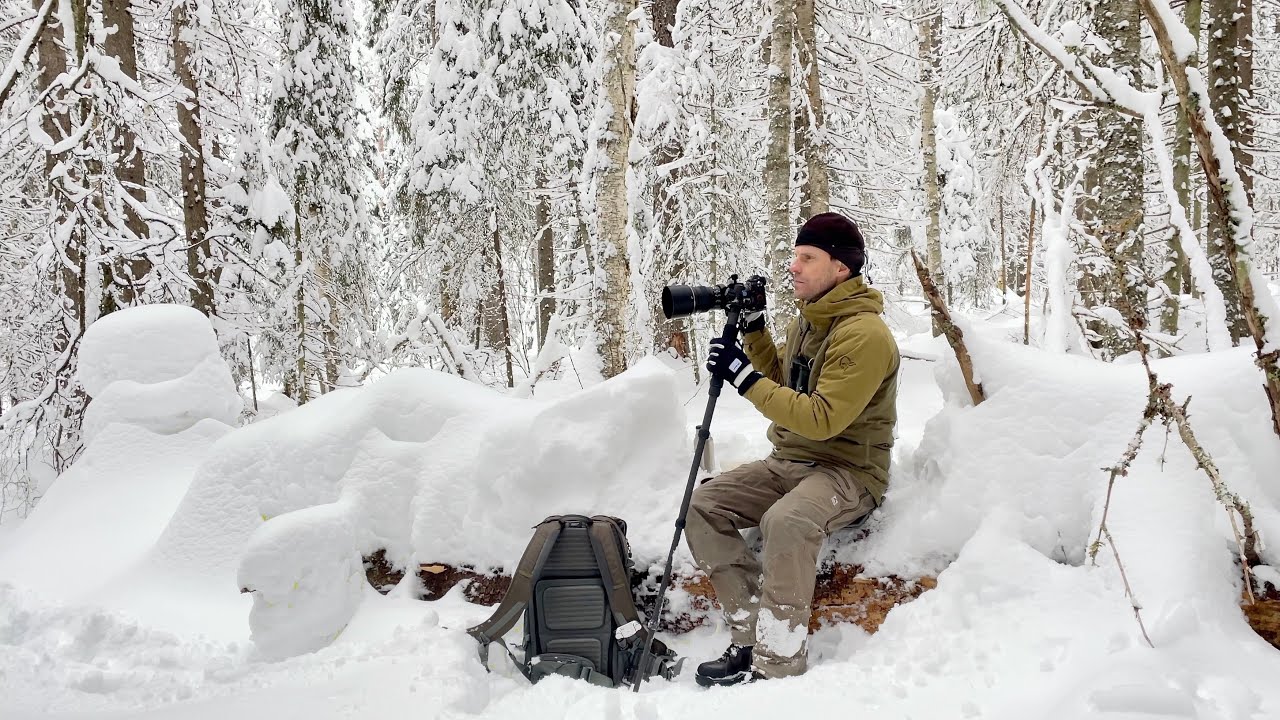 Wildlife in the Northern Winter Forest