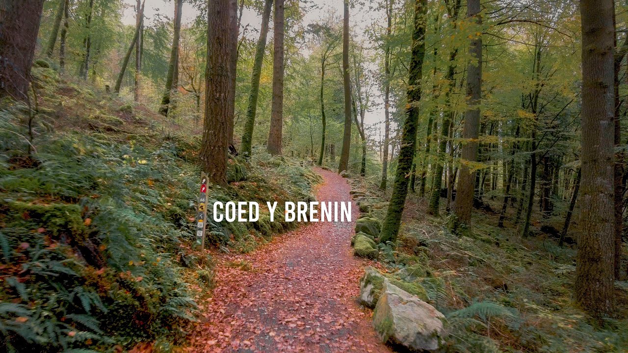 Snowdonia - Relaxing Autumn Forest Walk - Nature Ambience