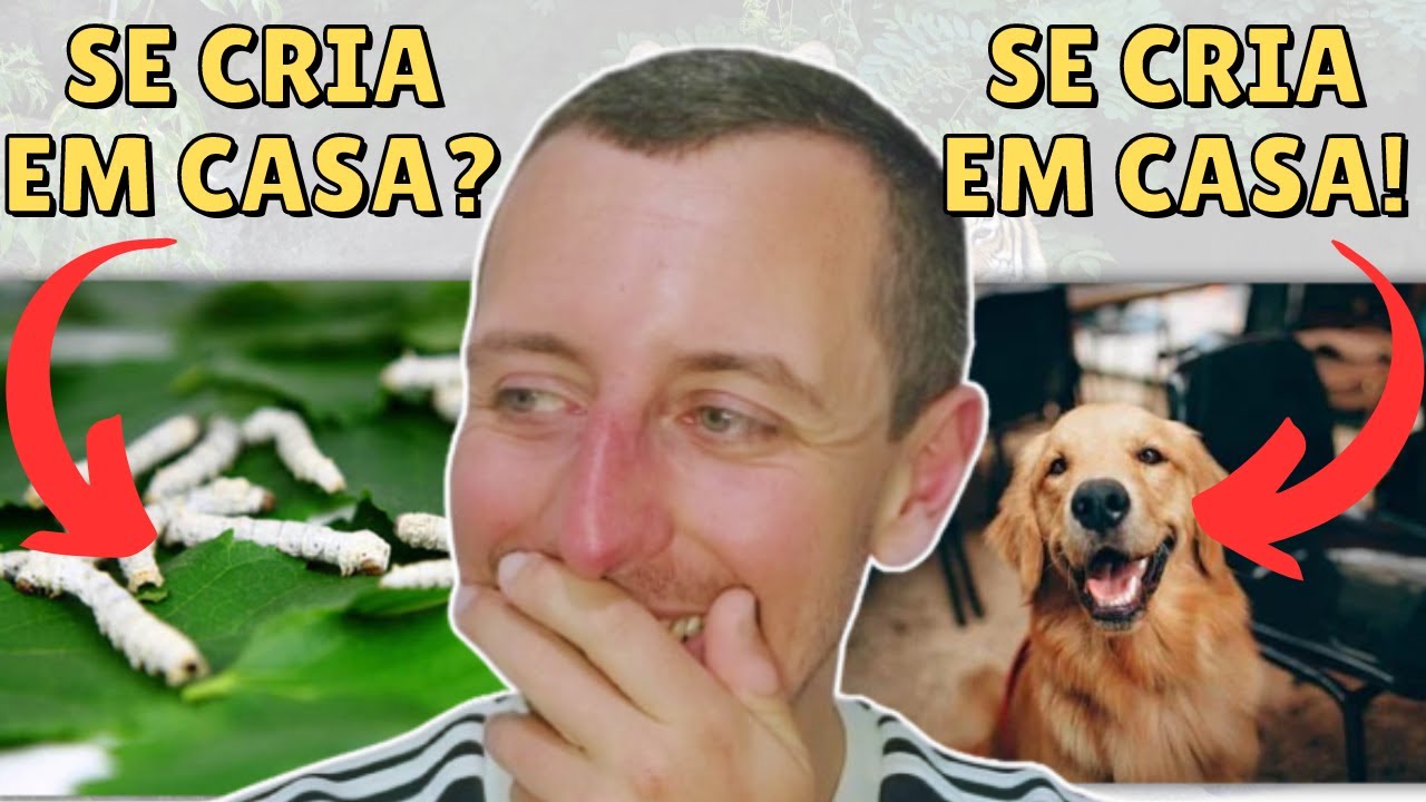 HISTÓRIAS ENGRAÇADAS DE ANIMAIS DE ESTIMAÇÃO 