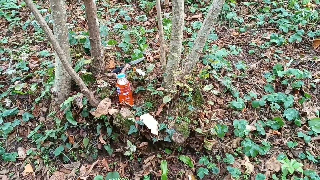 Dalkıran zararlısının basit çözümünü buldum