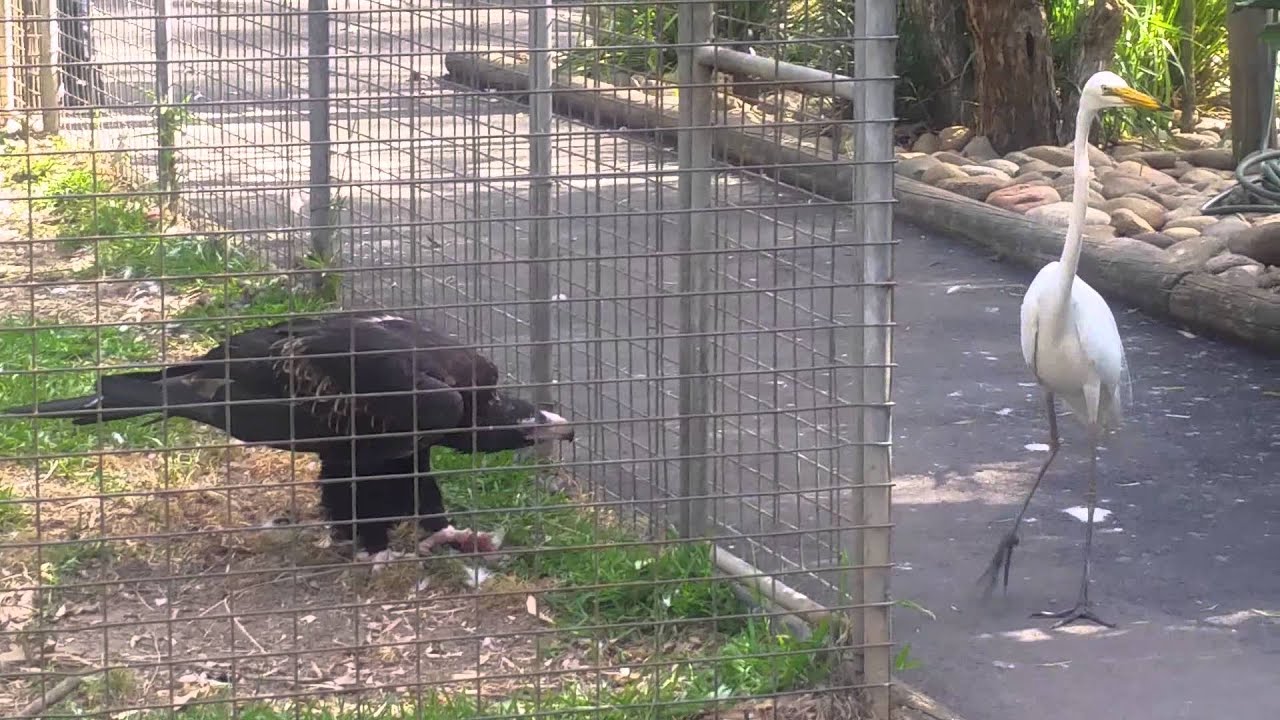 Eagle attacks bird at Featherdale  Wildlife Park, Sydney, Australia