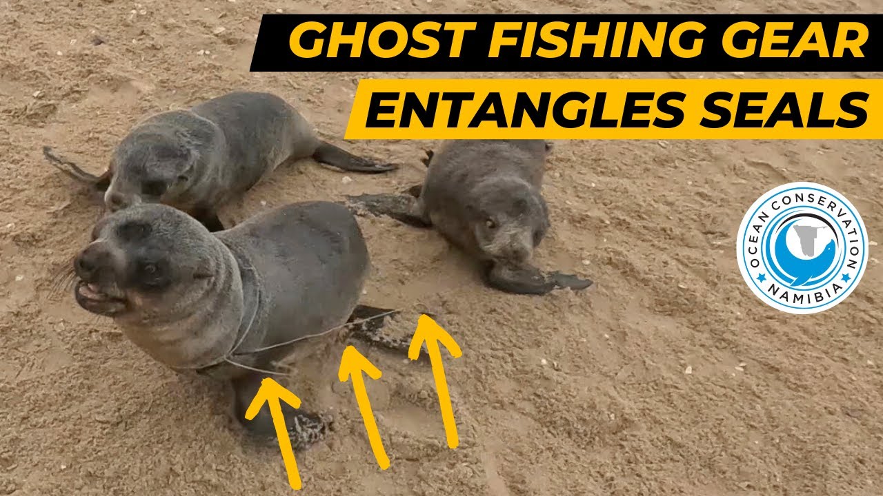 Ghost Fishing Gear Entangles Seals