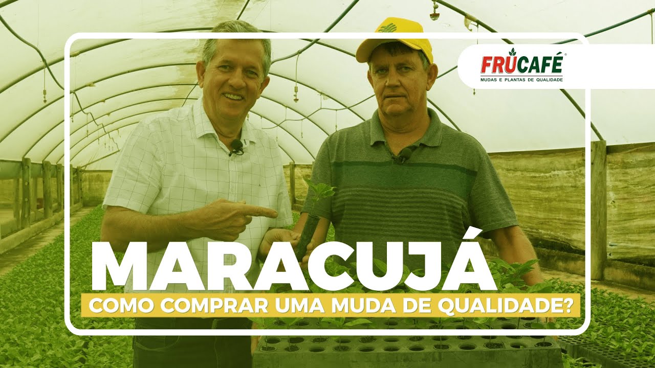 Maracujá, Como é Feita uma Muda de Qualidade? Nova Série no Canal - Frutíferas Semi Anuais.