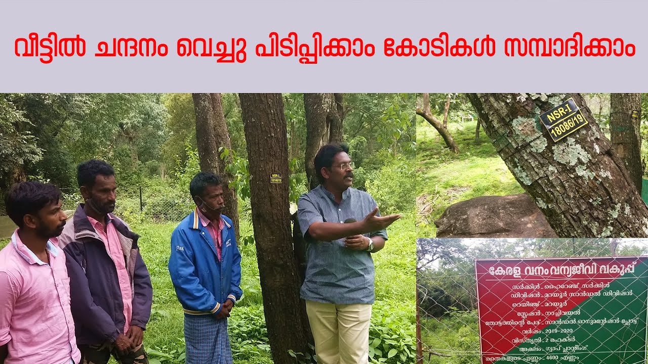 വീട്ടിൽ ചന്ദനം വെച്ചു പിടിപ്പിക്കാം കോടികൾ സമ്പാദിക്കാം  -Sandalwood tree farming