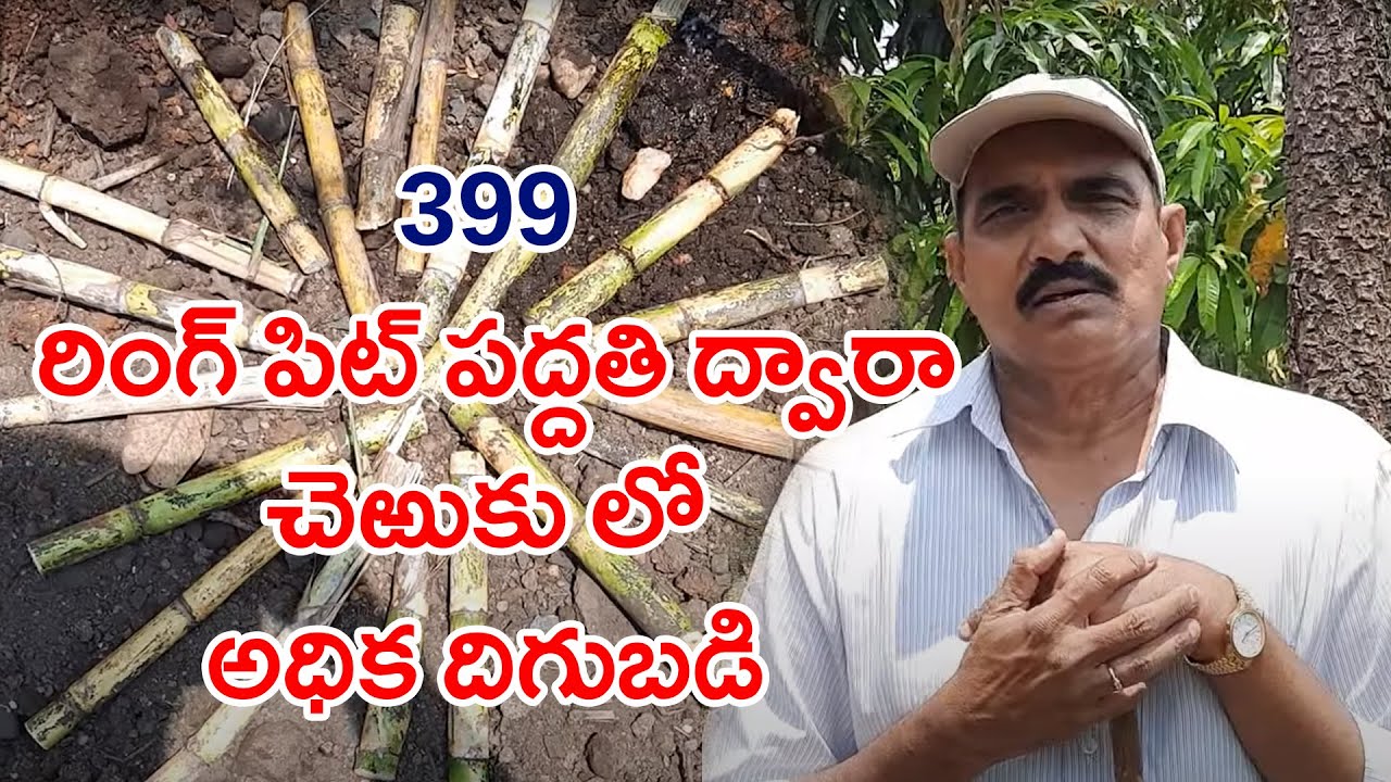 Ring pit method in sugarcane cultivation ||hari babu ||natural farming