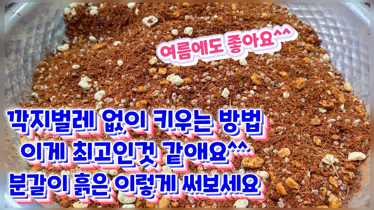 깍지벌레 없이 키우는 방법~이게 최고인듯 분갈이흙 꿀팁 