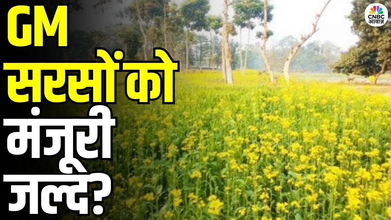 GM Mustard Approval Soon: GM सरसों की मंजूरी जल्द? किसानों के लिए बड़ी खबर | Latest Update