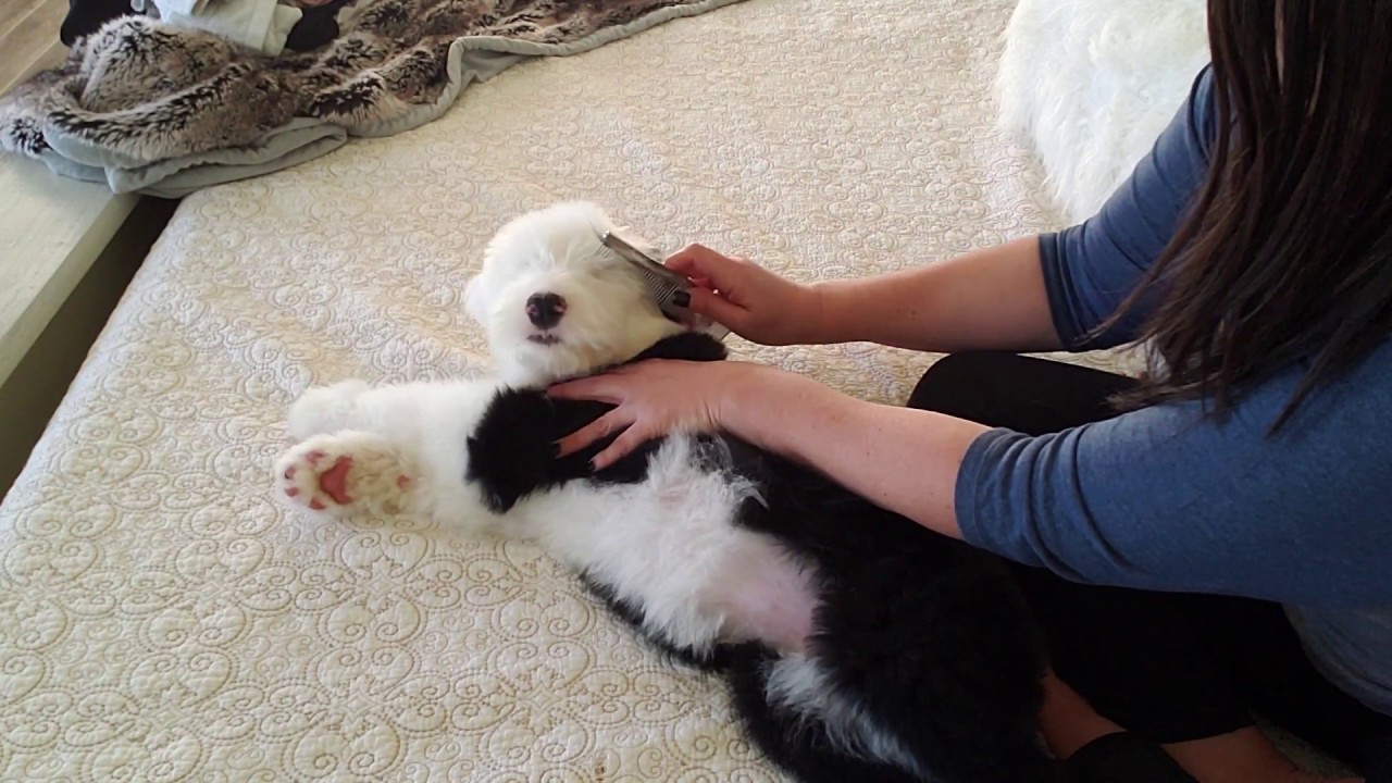 How to get a Puppy comfortable being groomed - My Old English Sheepdog puppy Gracyn
