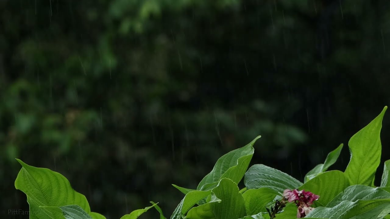 Rain on Leaves | Cozy Background Rain Sounds | Warning: Loud Thunder Crack towards end of video
