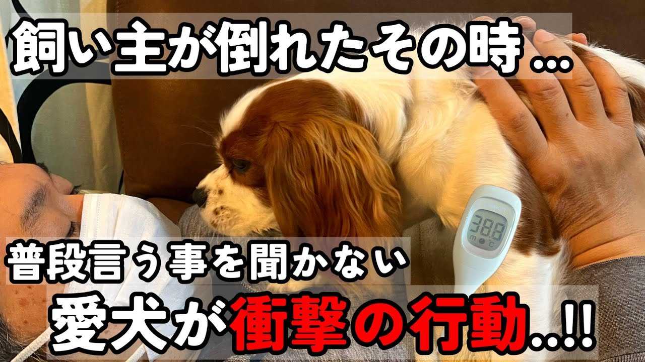 【衝撃】動けなくなった飼い主…キャバリアがとった驚きの行動とは