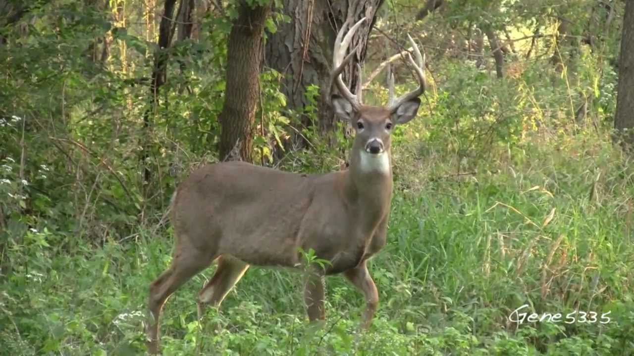 Iowa White-tailed Deer - Walking By