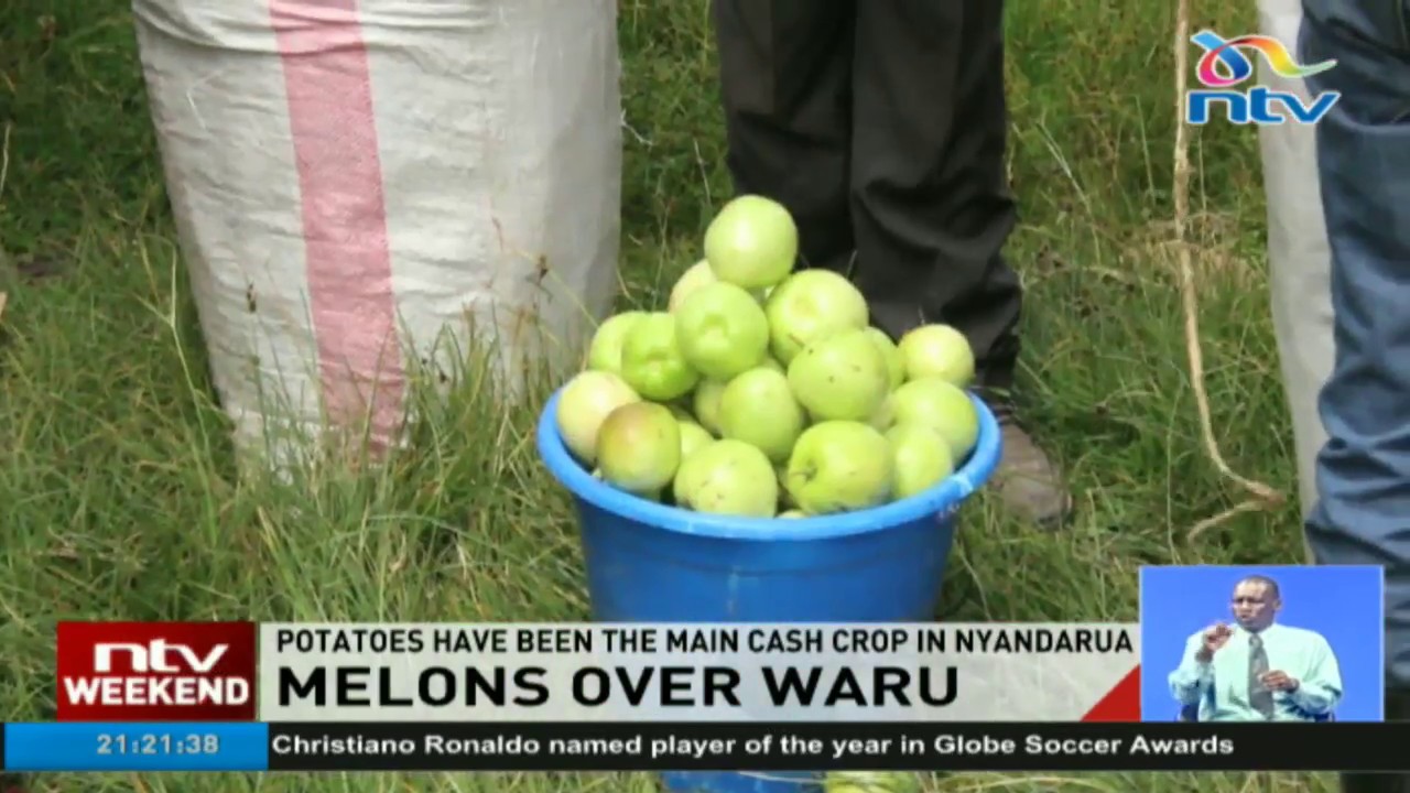 Kinangop farmers abandon potatoes for water melons