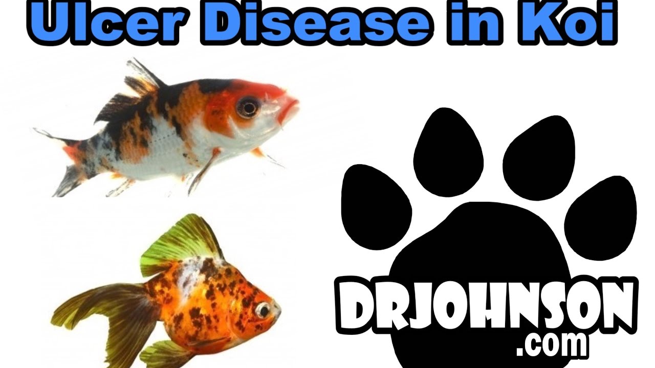 Understanding Koi & Pond Fish Ulcers