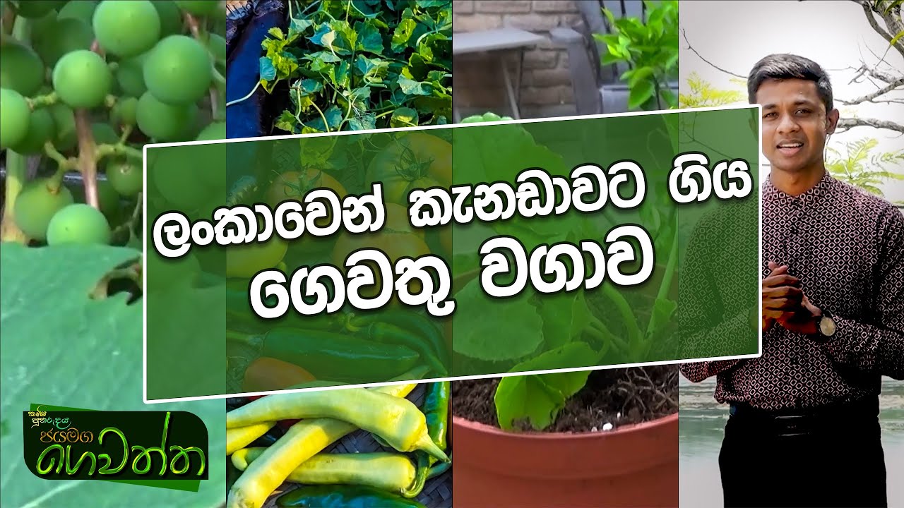 2024 05 06 | ලංකාවෙන් කැනඩාවට ගිය ගෙවතු වගාව. | Gewatta