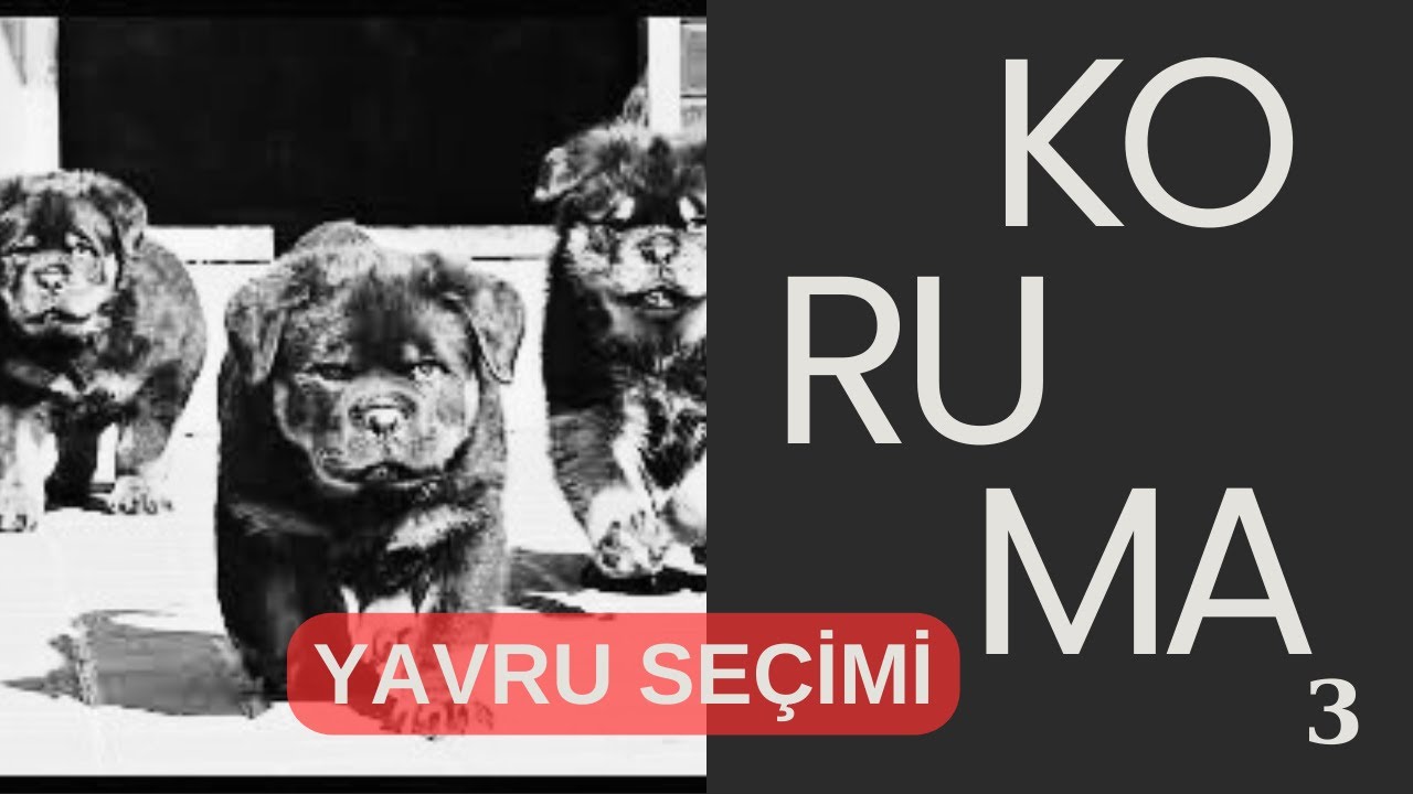 3- İDEAL YAVRU SEÇİMİ, KORUMA KÖPEĞİ İÇİN YAVRU NASIL SEÇİLİR? HANGİ YAVRU BENİ DAHA İYİ KORUR?