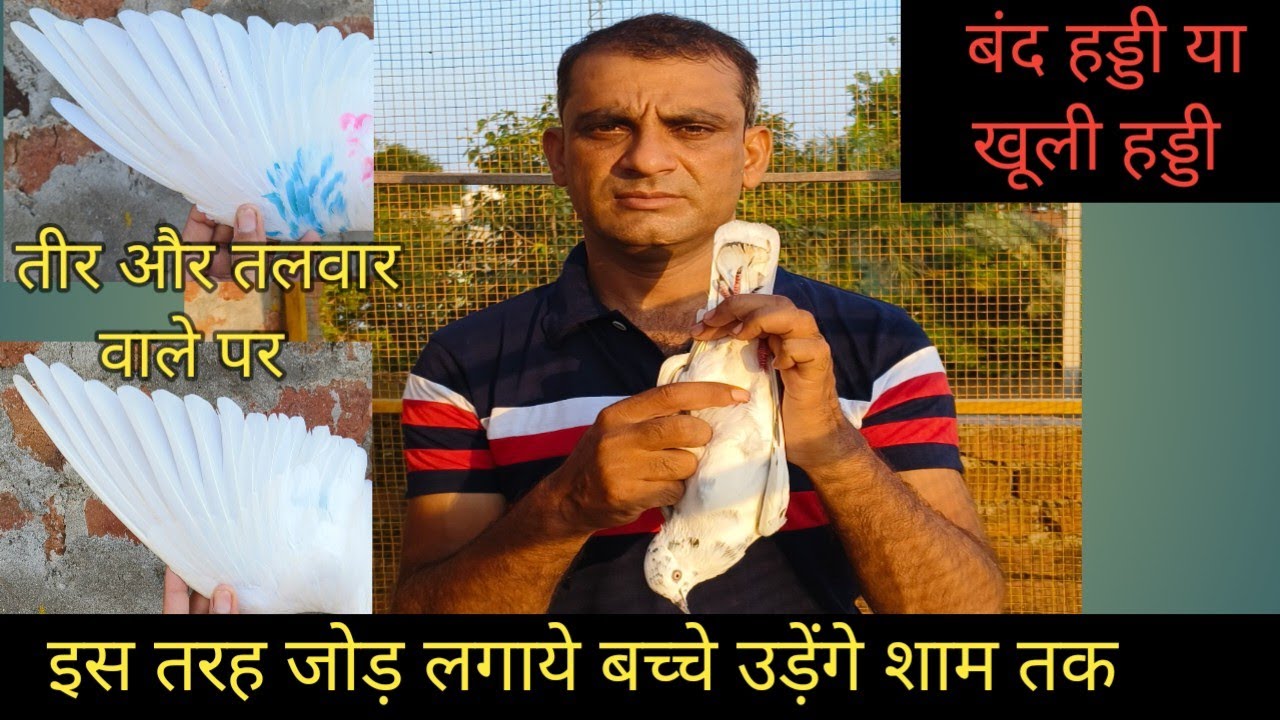 जौडा लगा ने का 100% सही तरीका बच्चे उड़ेंगे शाम तक।@skPigeonup
